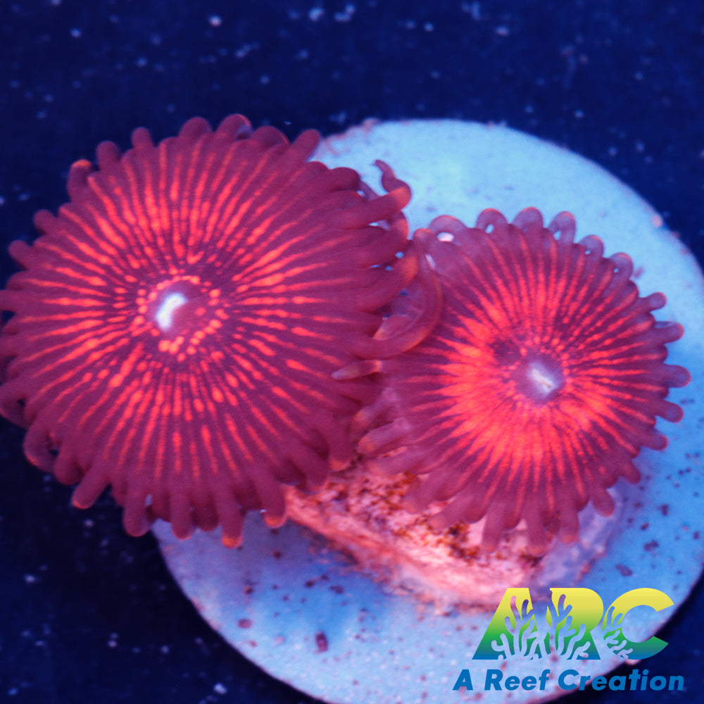 Nightcrawlers Zoa