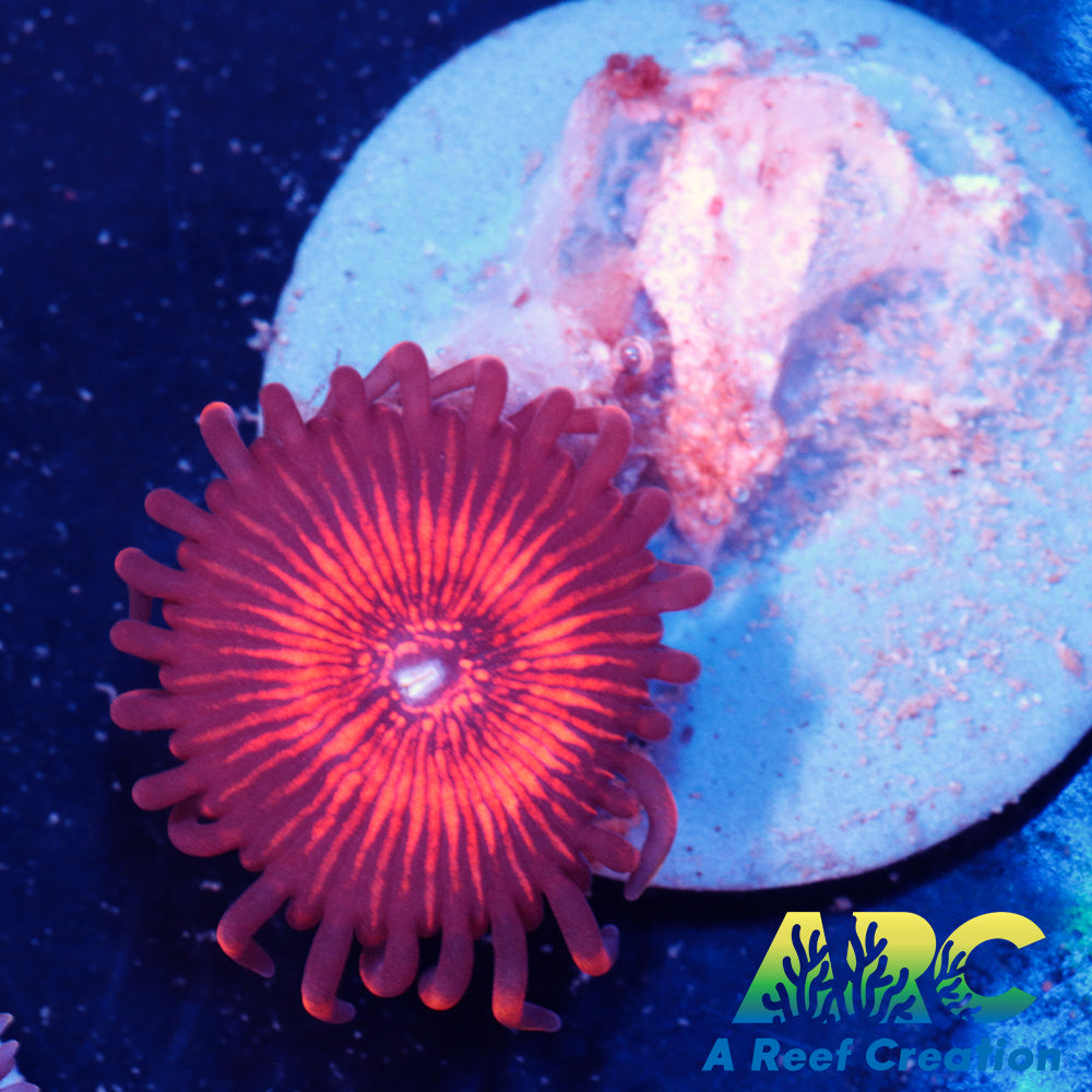 Nightcrawlers Zoa