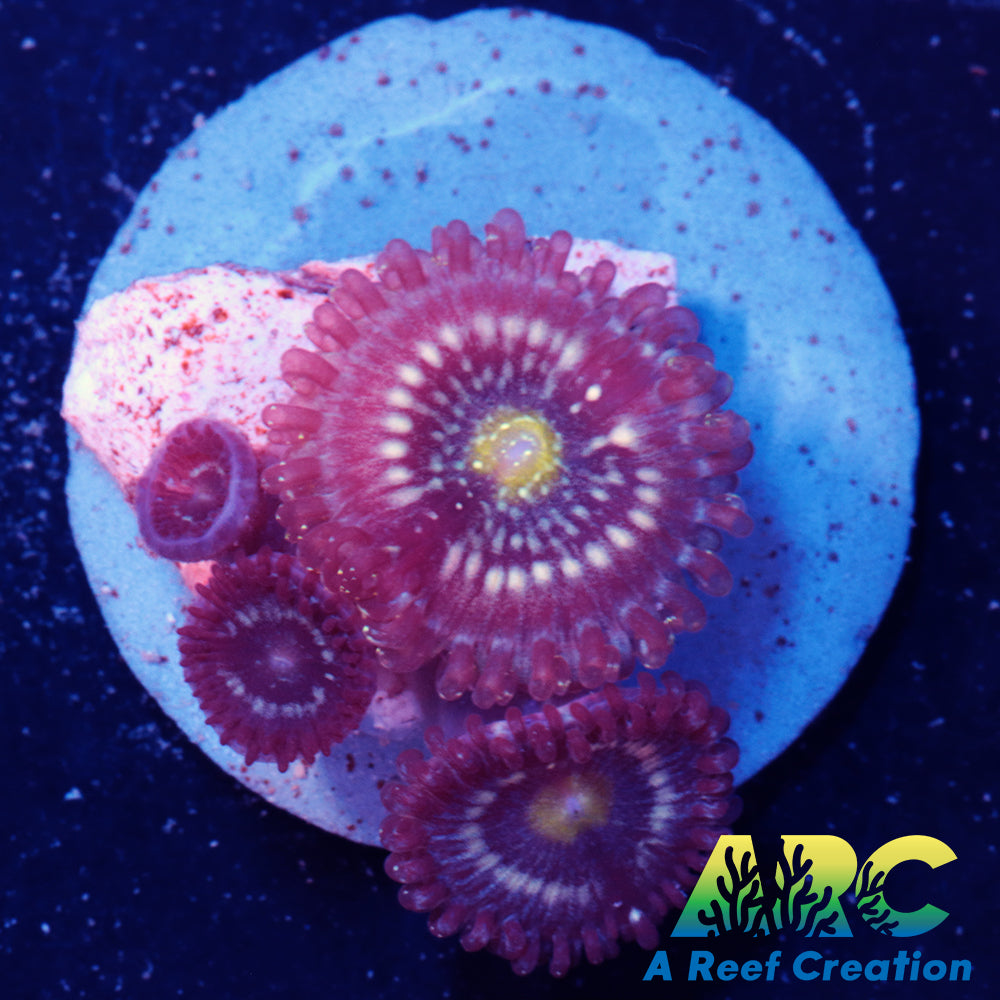 Blue Lagoon Zoa