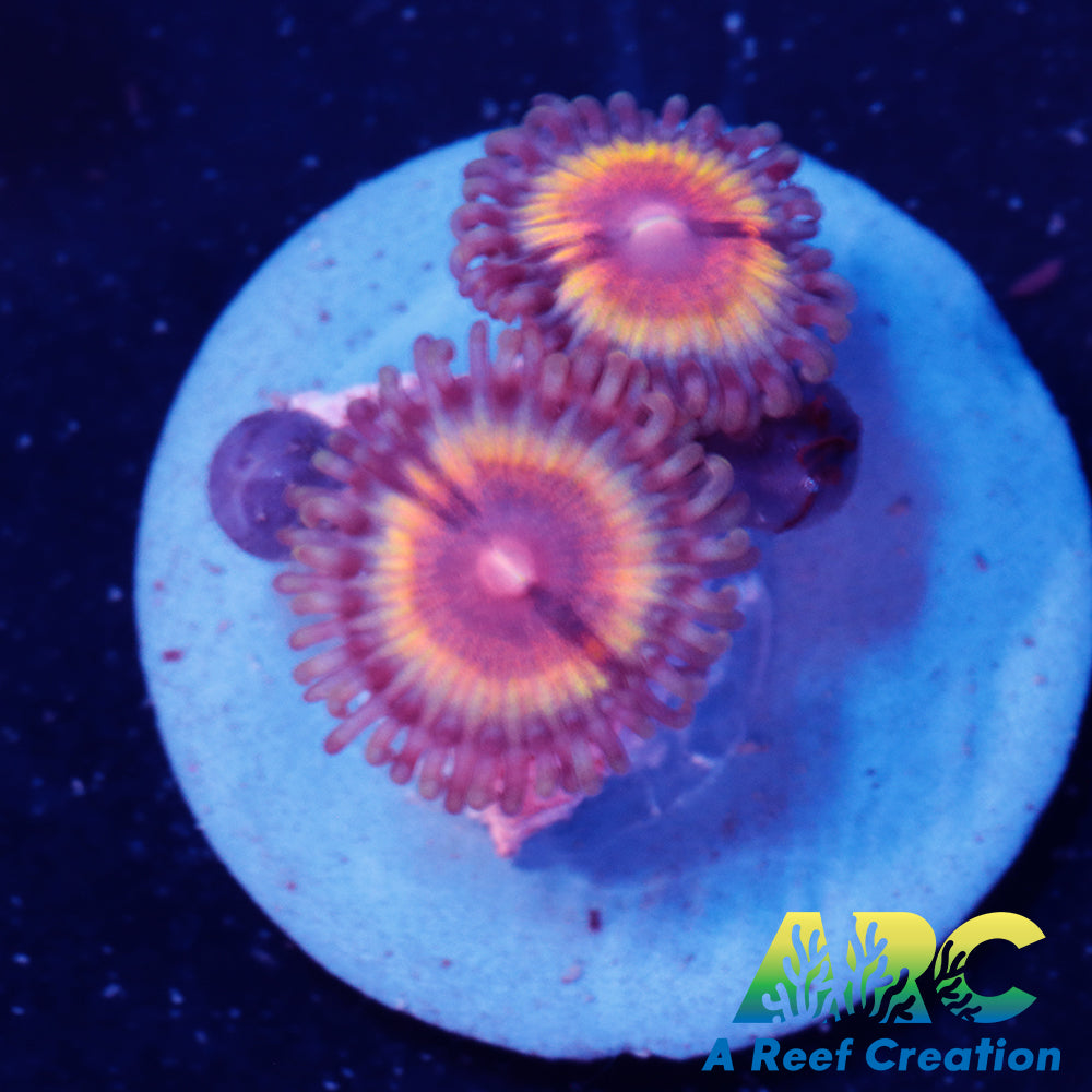 Sonic Flare Zoa