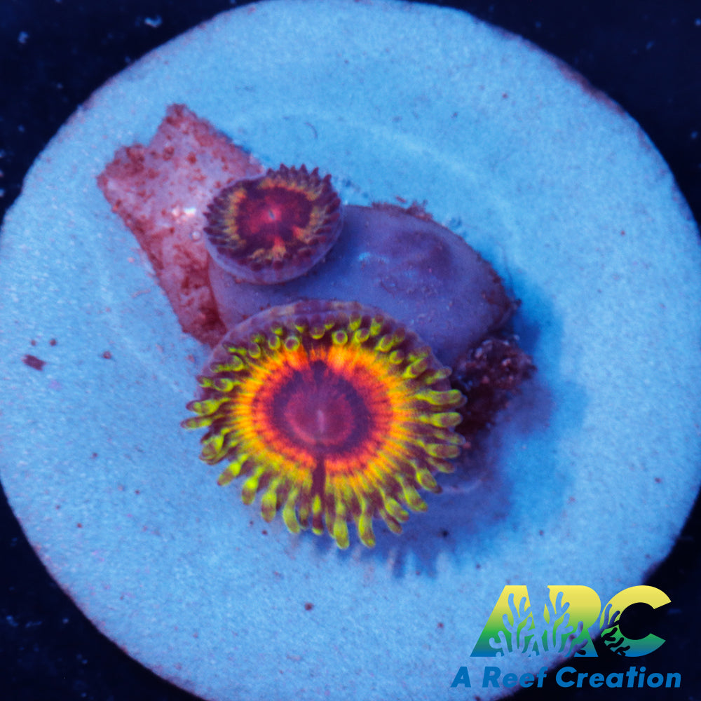 Little Shop of Horrors Zoa