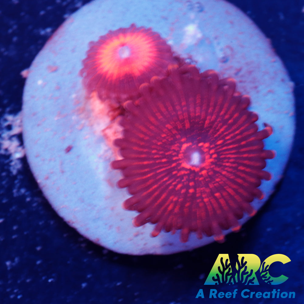 Nightcrawlers Zoa