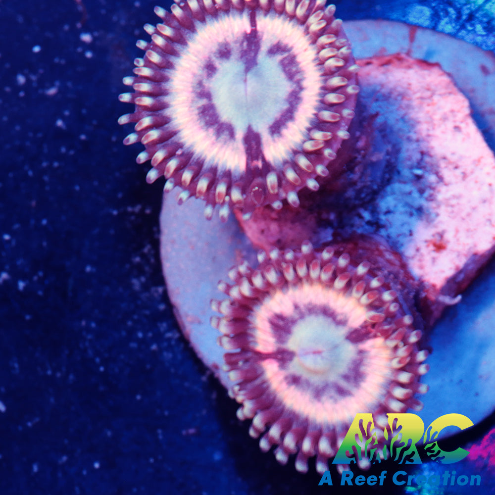 Pink Passion Zoa