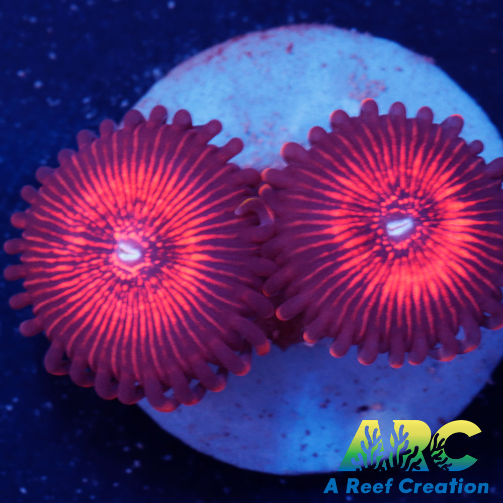 Nightcrawlers Zoa