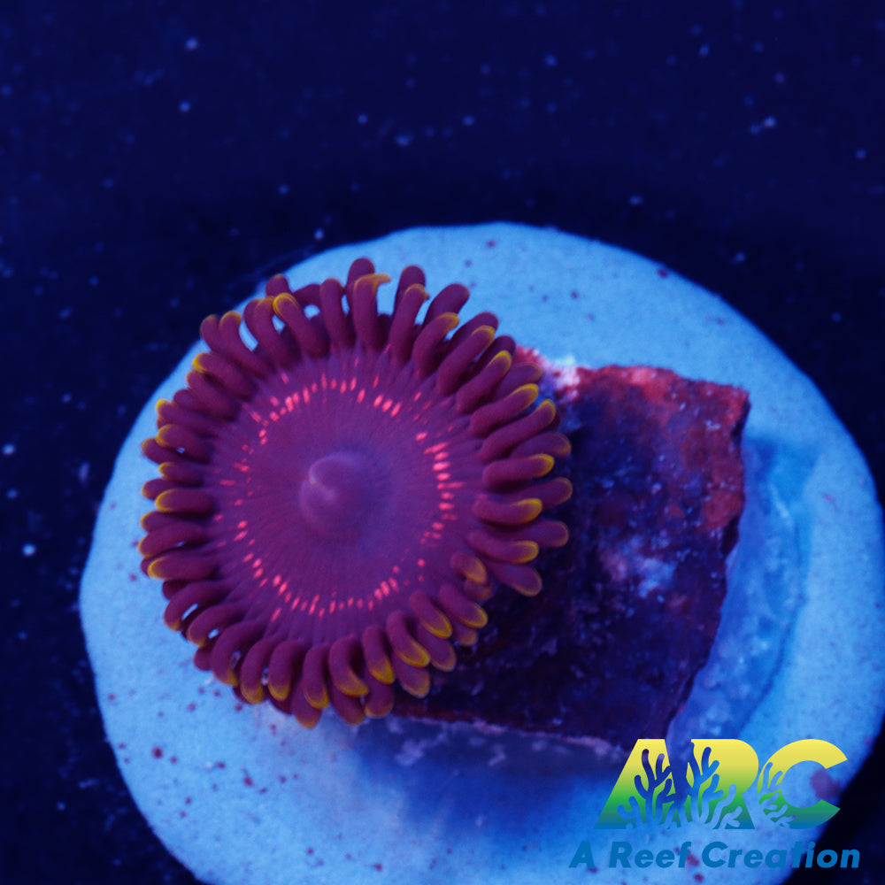 Psychosis Zoa