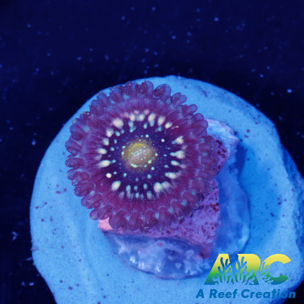 Blue Lagoon Zoa