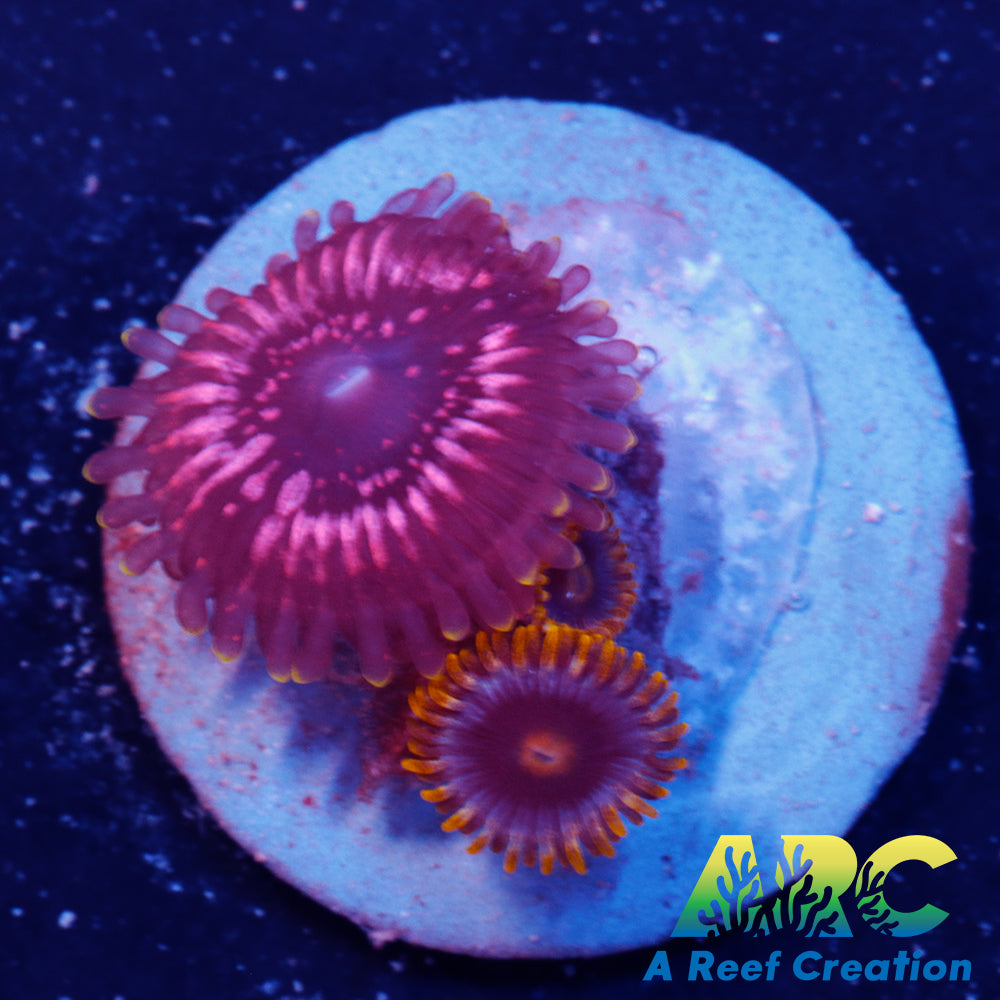 WWC Tasers Zoa