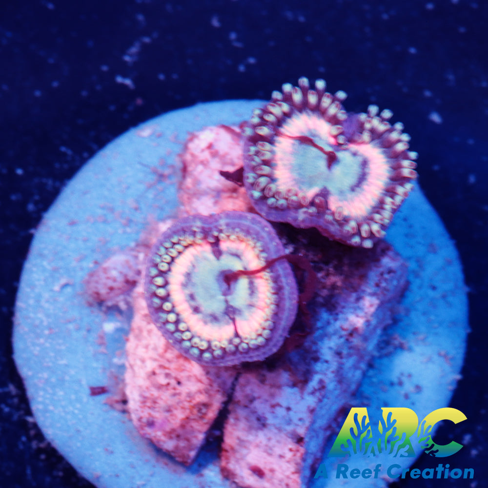 Pink Passion Zoa