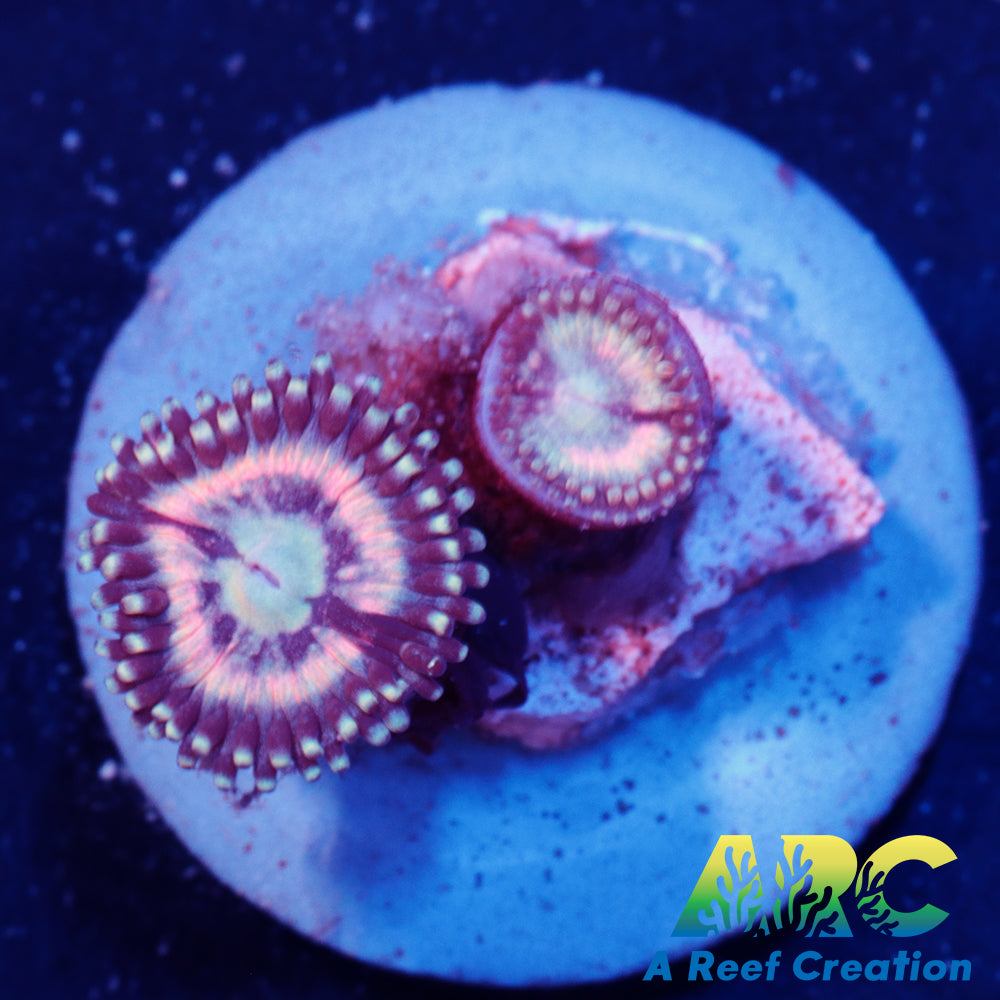 Pink Passion Zoa