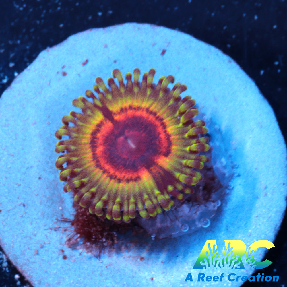 Little Shop of Horrors Zoa