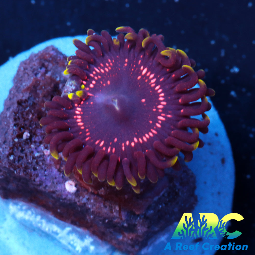 Psychosis Zoa