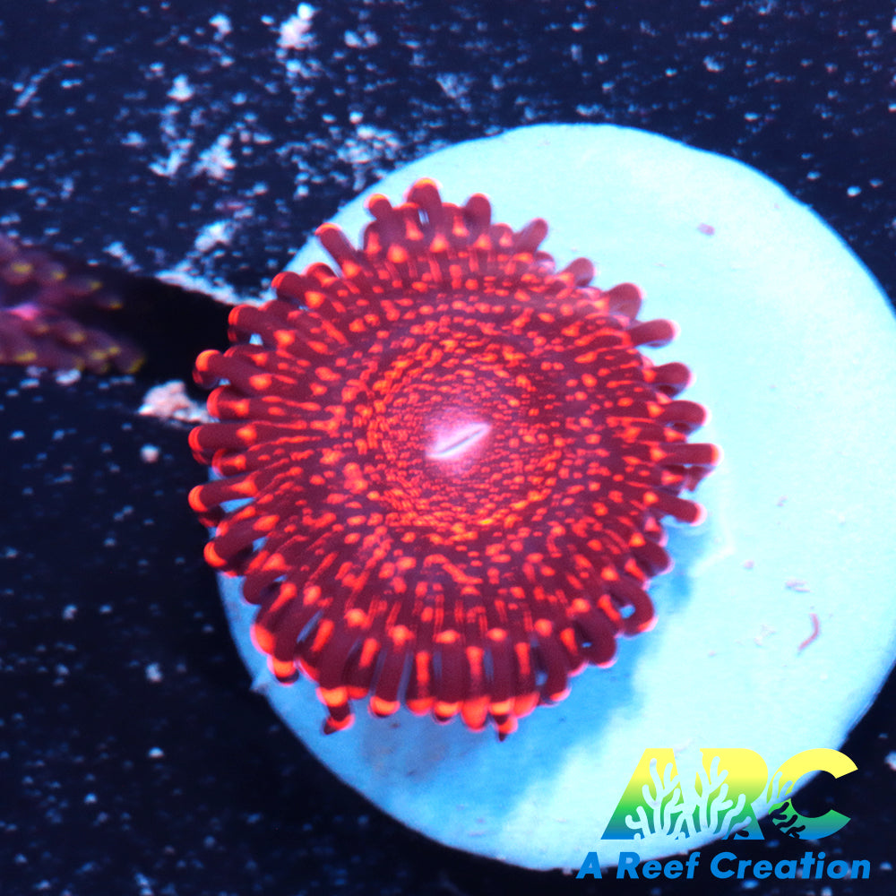 OG Nightmare Zoa