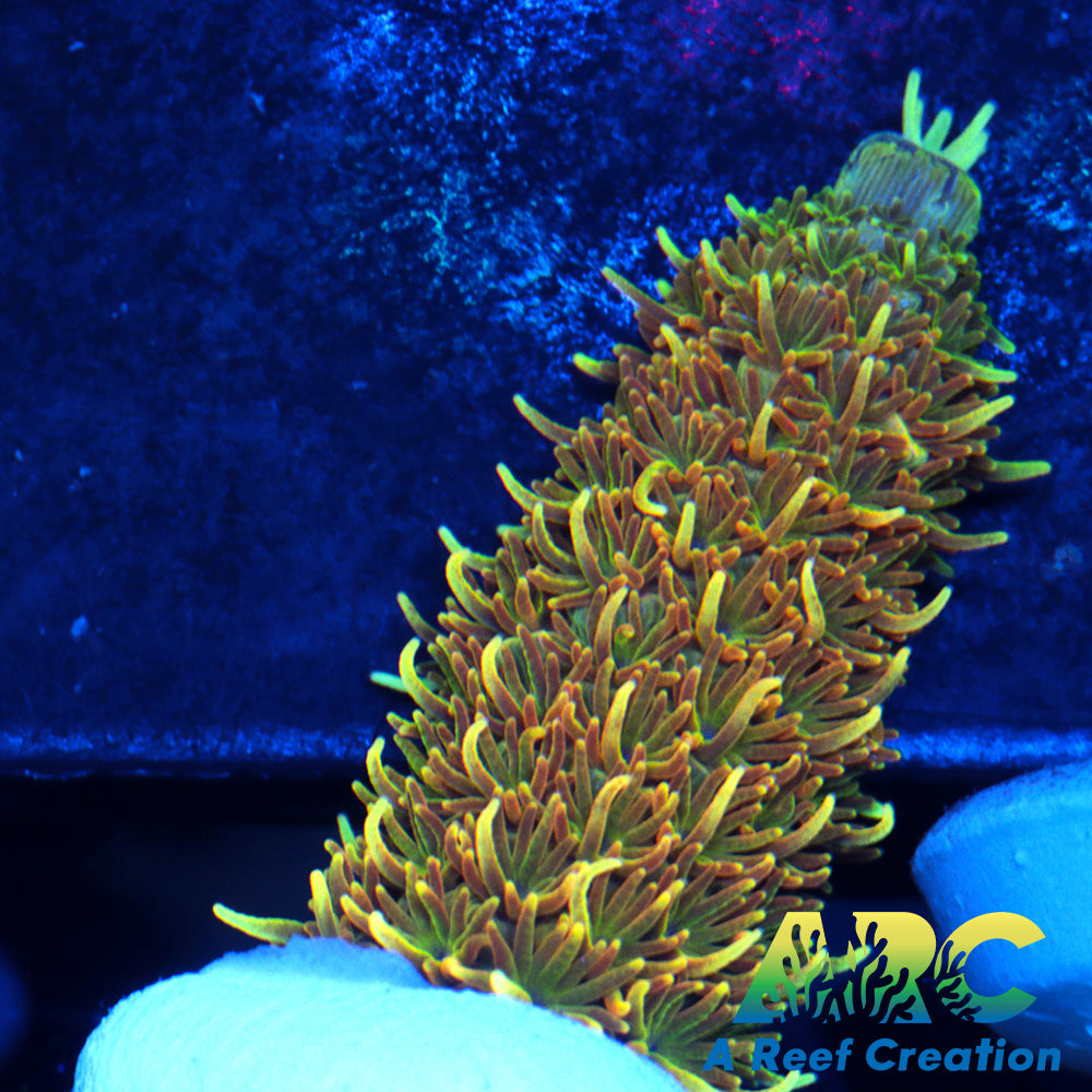 24K Millepora