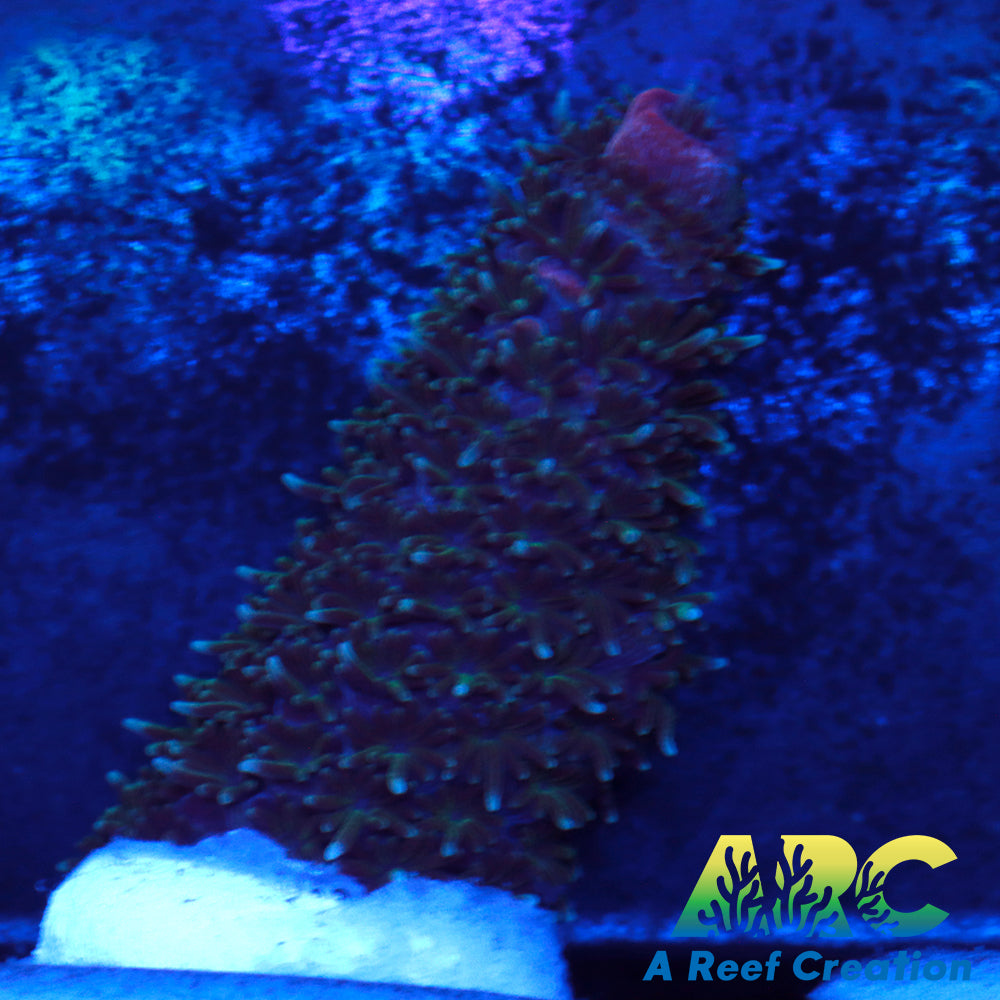 Magic Millepora