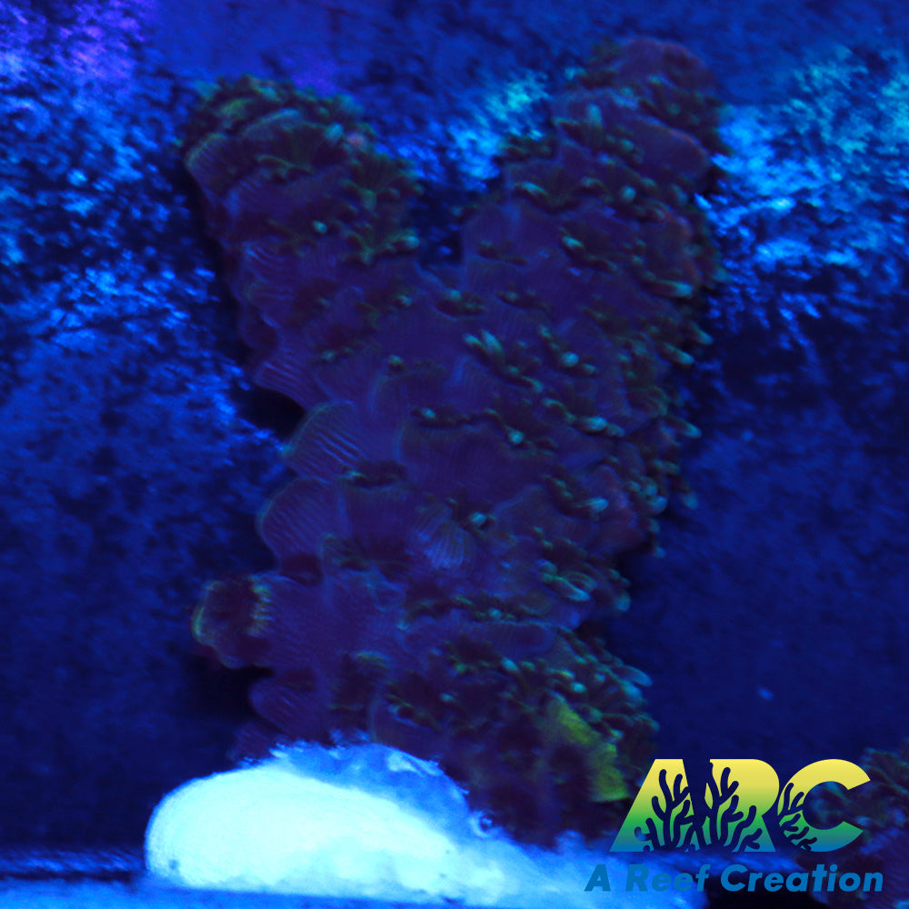 Magic Millepora