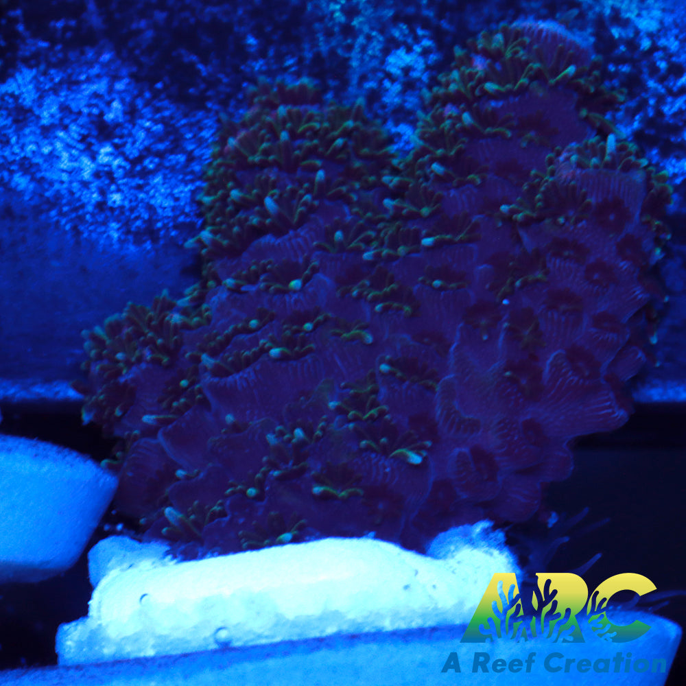 Magic Millepora