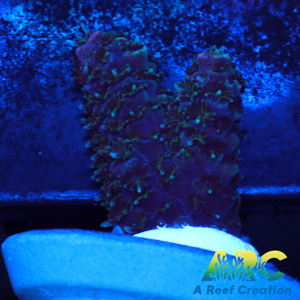 Magic Millepora