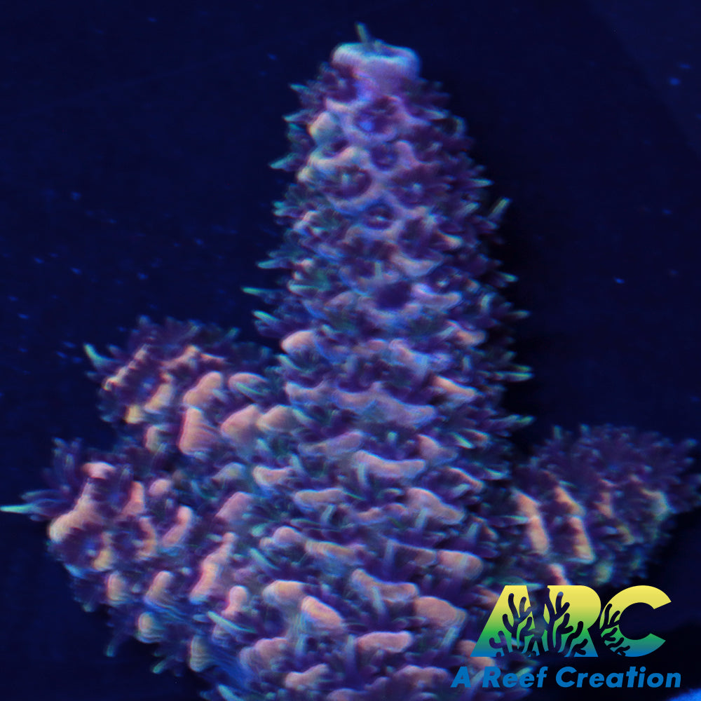 Witches Brew Millepora