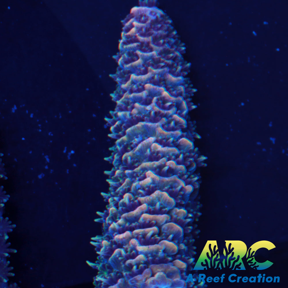 Witches Brew Millepora