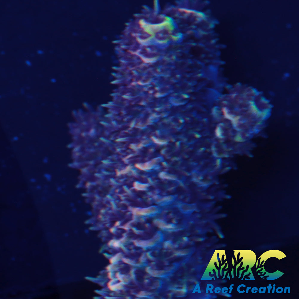 Witches Brew Millepora