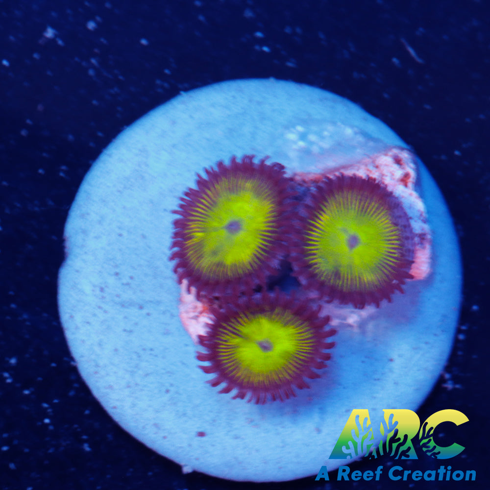 Mean Green Zoa