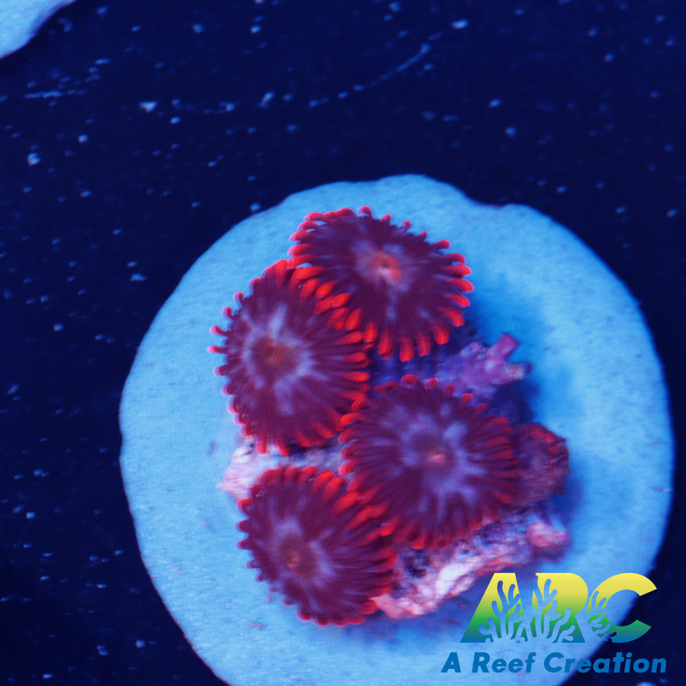 Speckled Fire & Ice Zoa