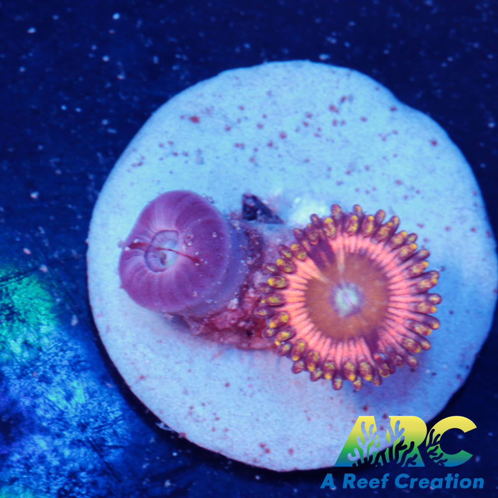 Pink Passion Zoa