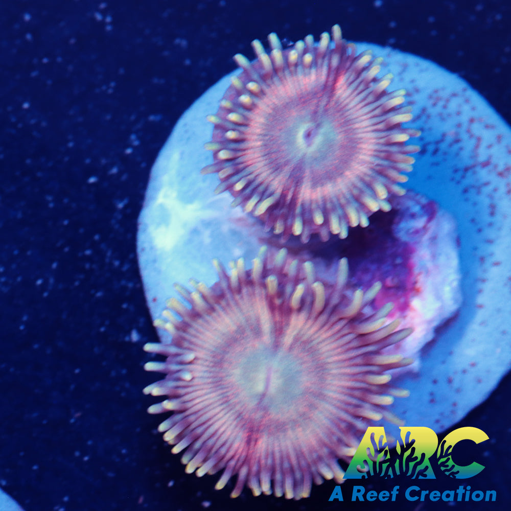 Pink Passion Zoa