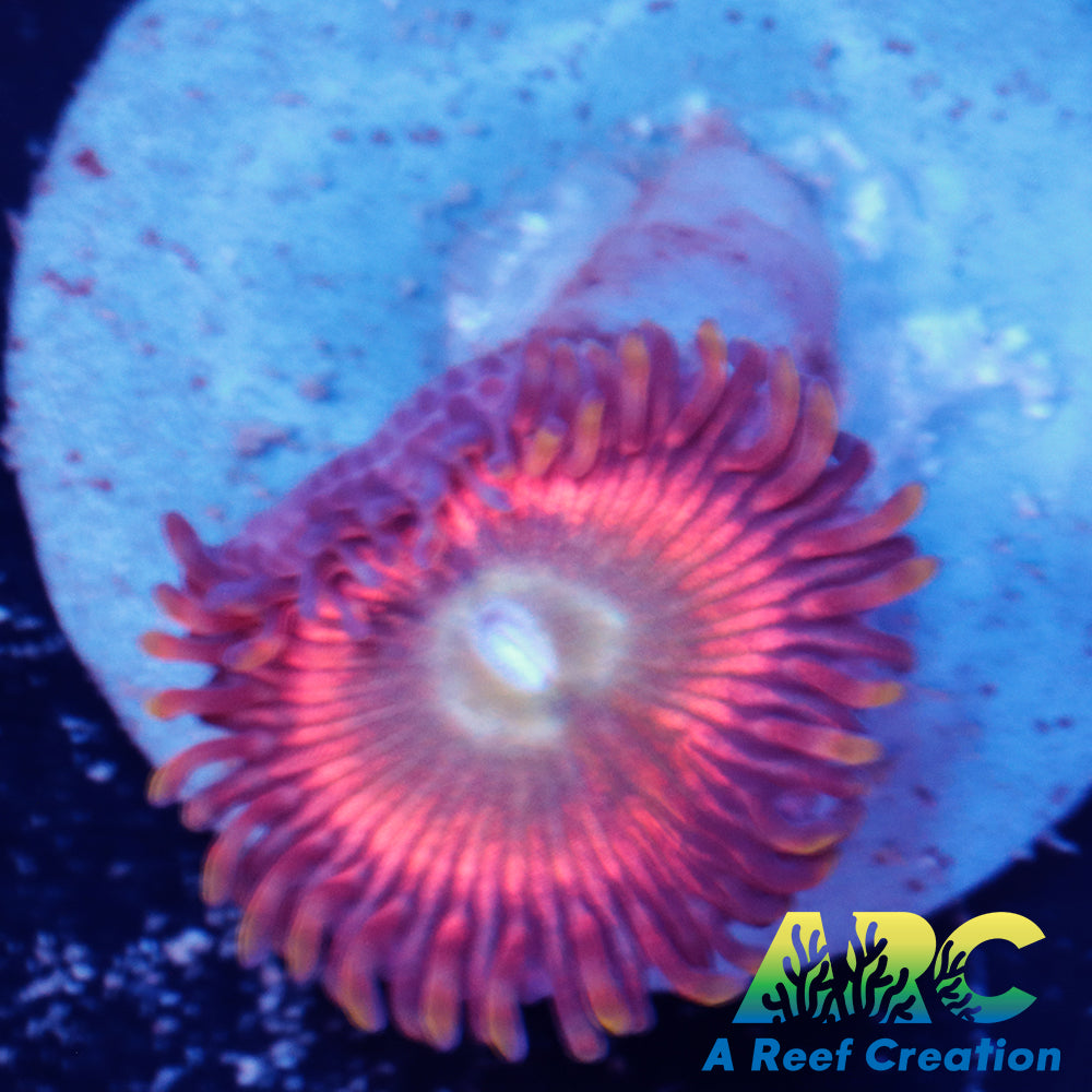 Pink Rainbow Zoa