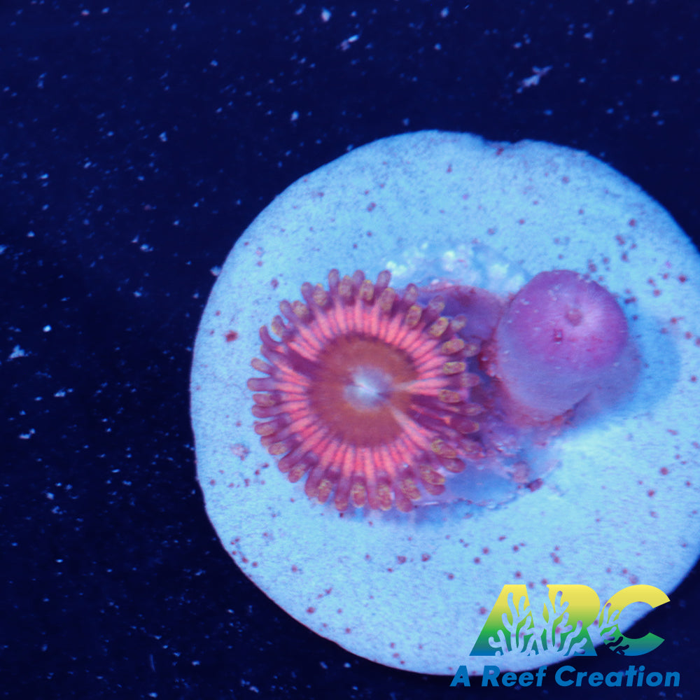 Pink Passion Zoa