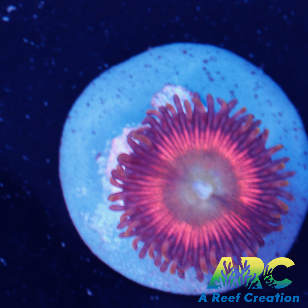 Pink Rainbow Zoa