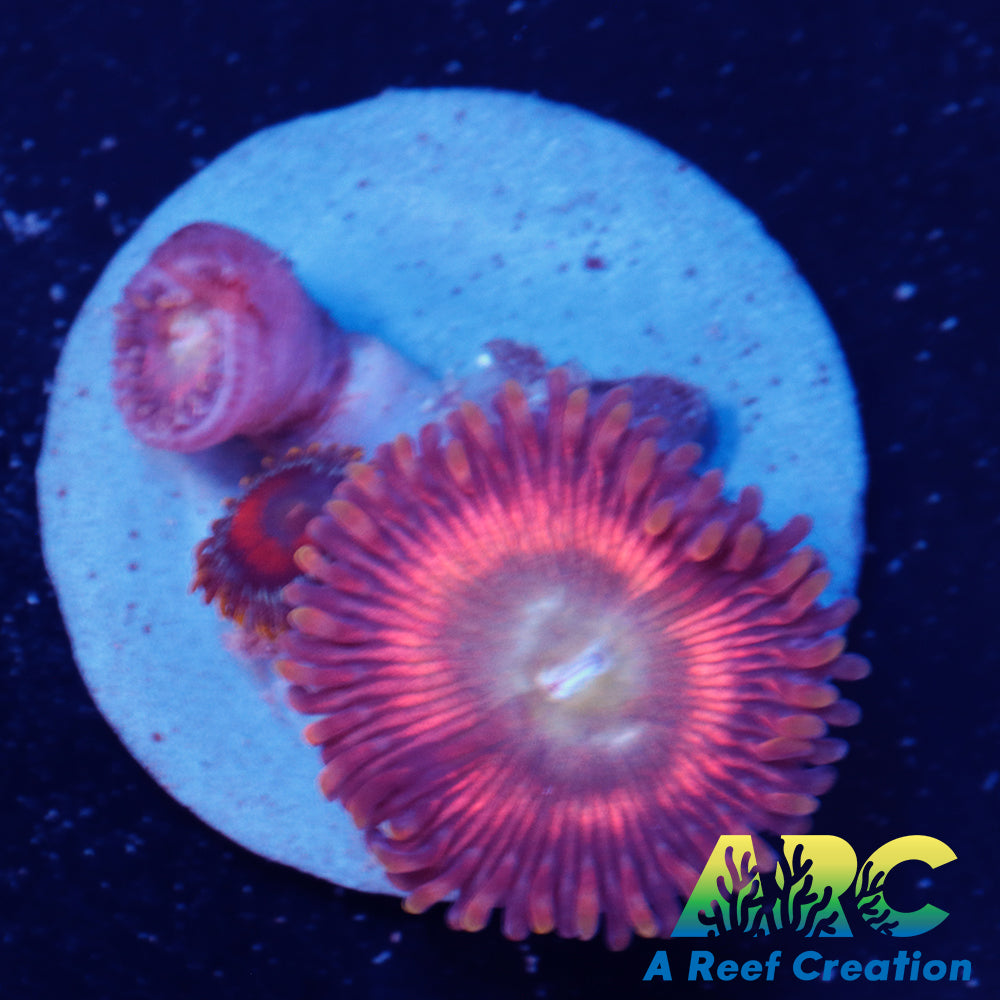 Pink Rainbow Zoa