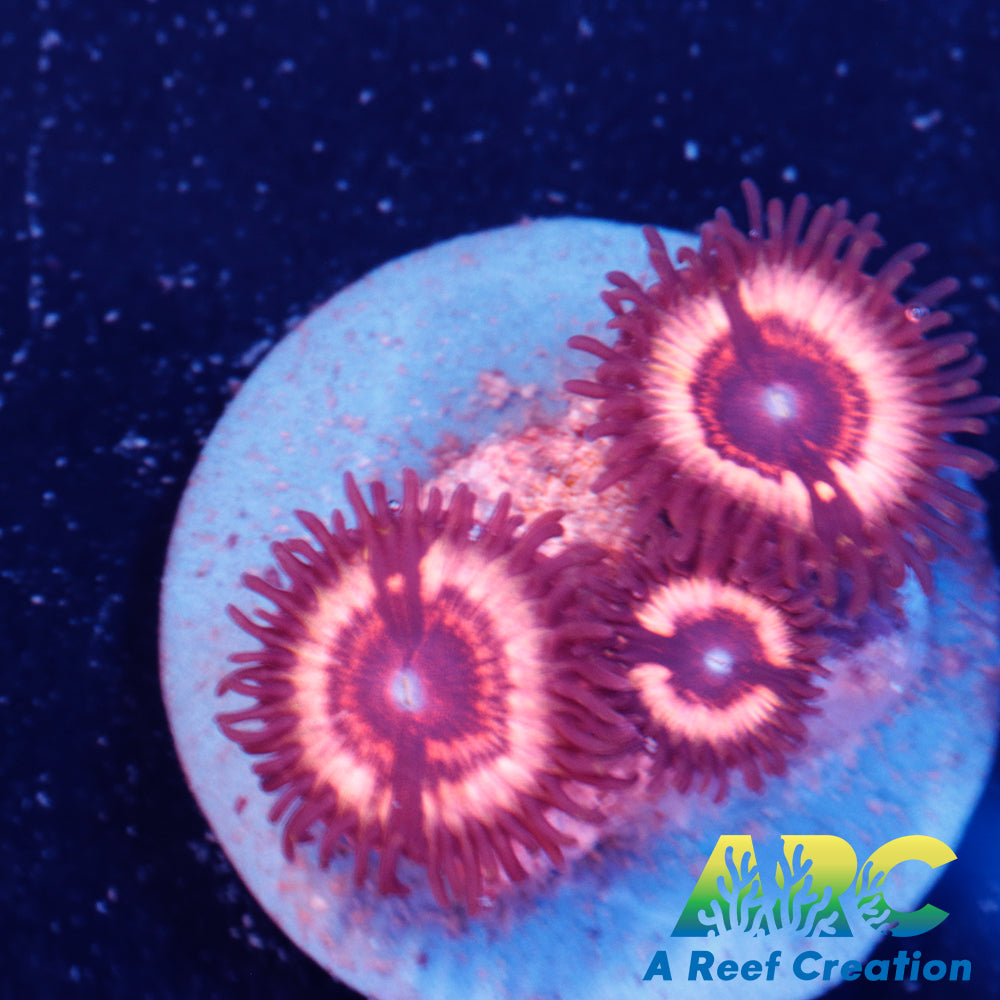 Vamps Zoa