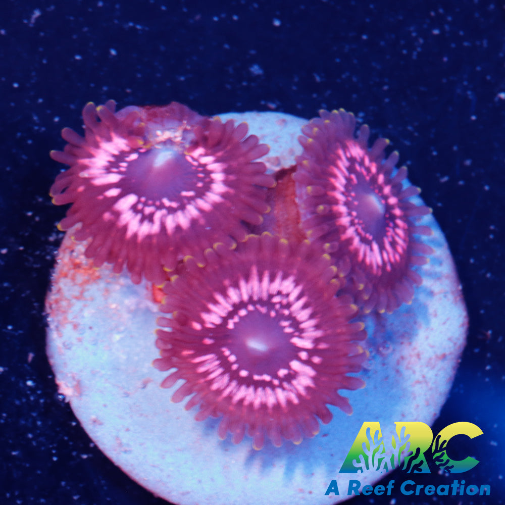 WWC Tasers Zoa