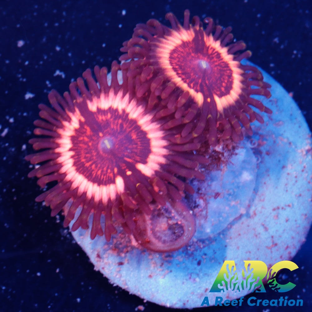 Vamps Zoa