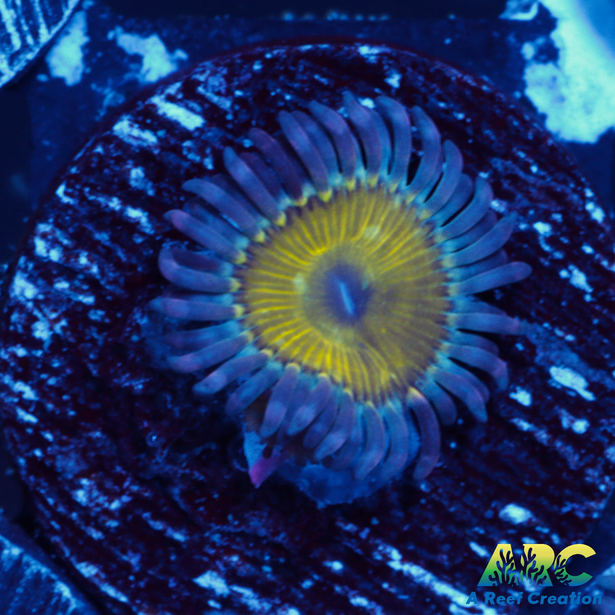 Sunny Side Up Zoa