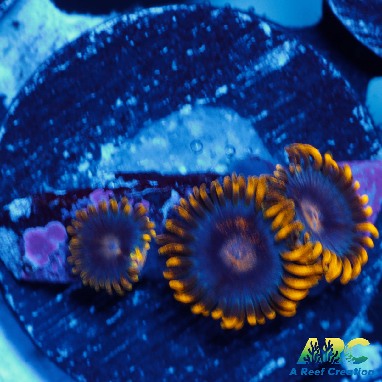 Blue Corona Zoa