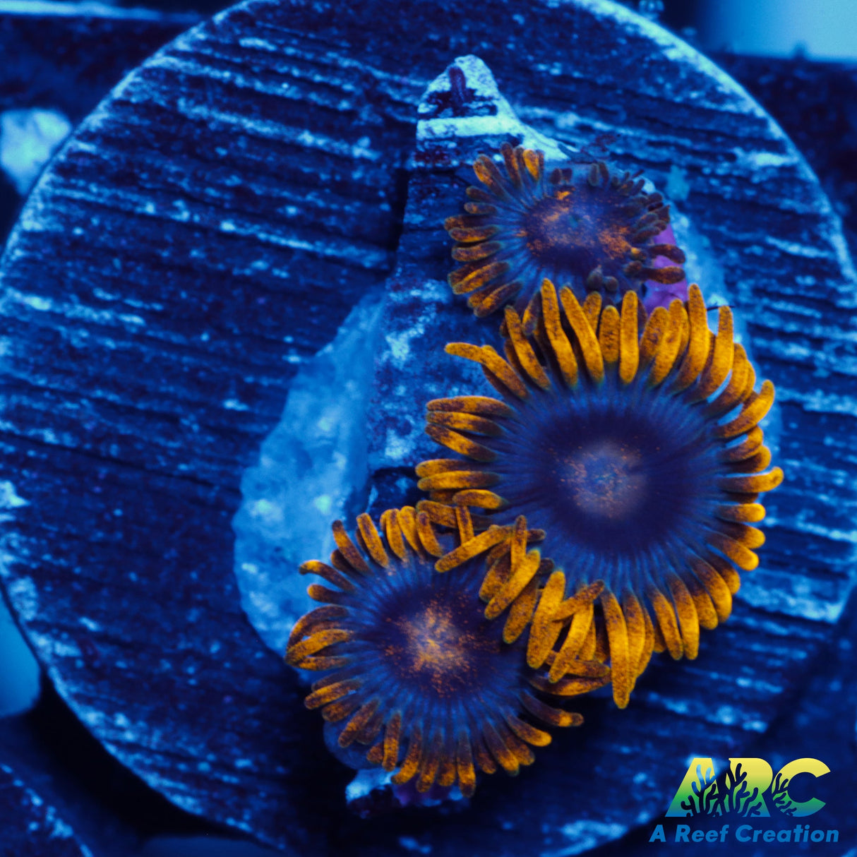 Blue Corona Zoa