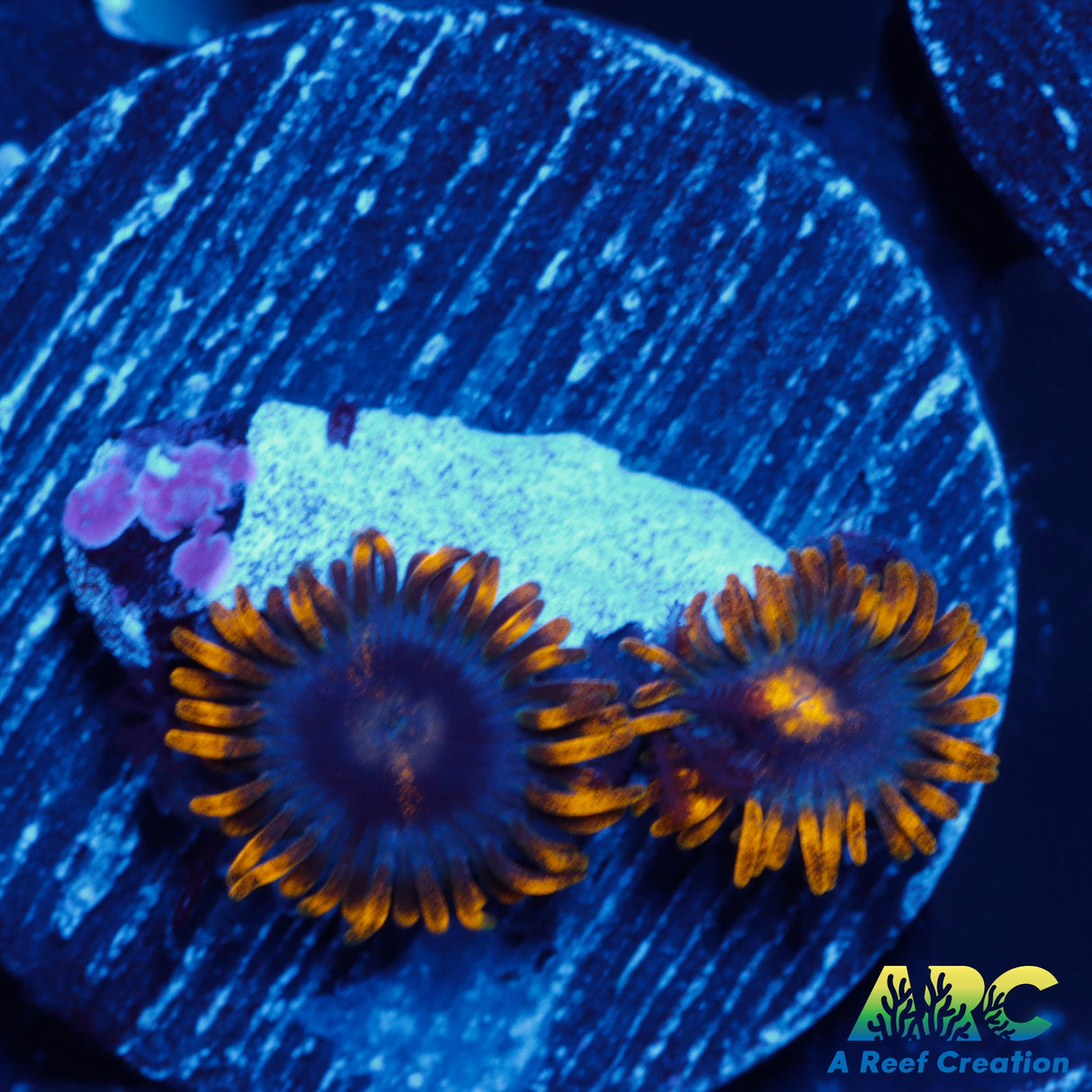 Blue Corona Zoa