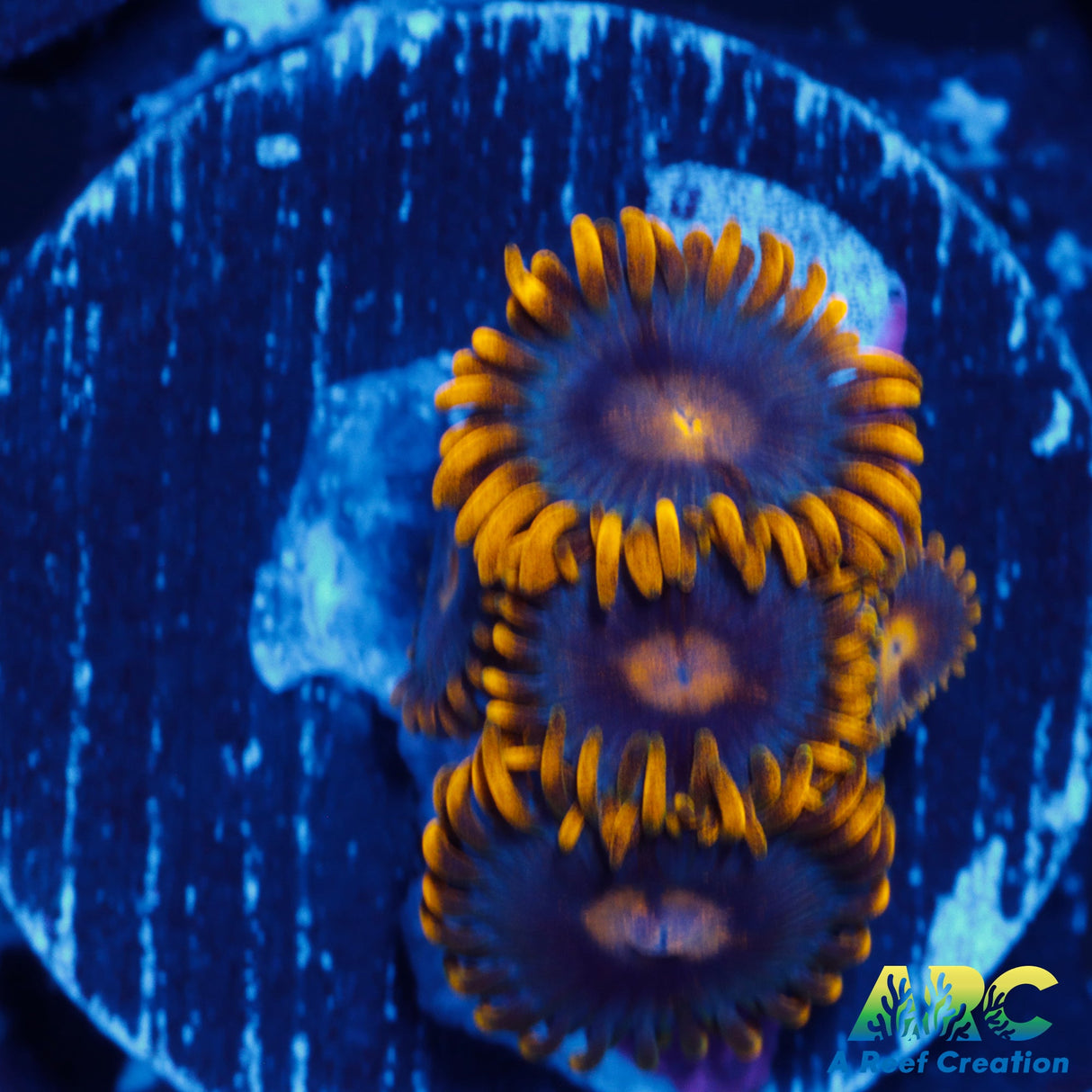 Blue Corona Zoa