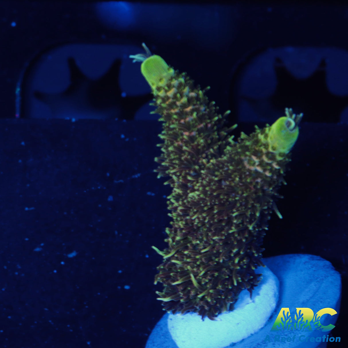 Sunrise Millepora