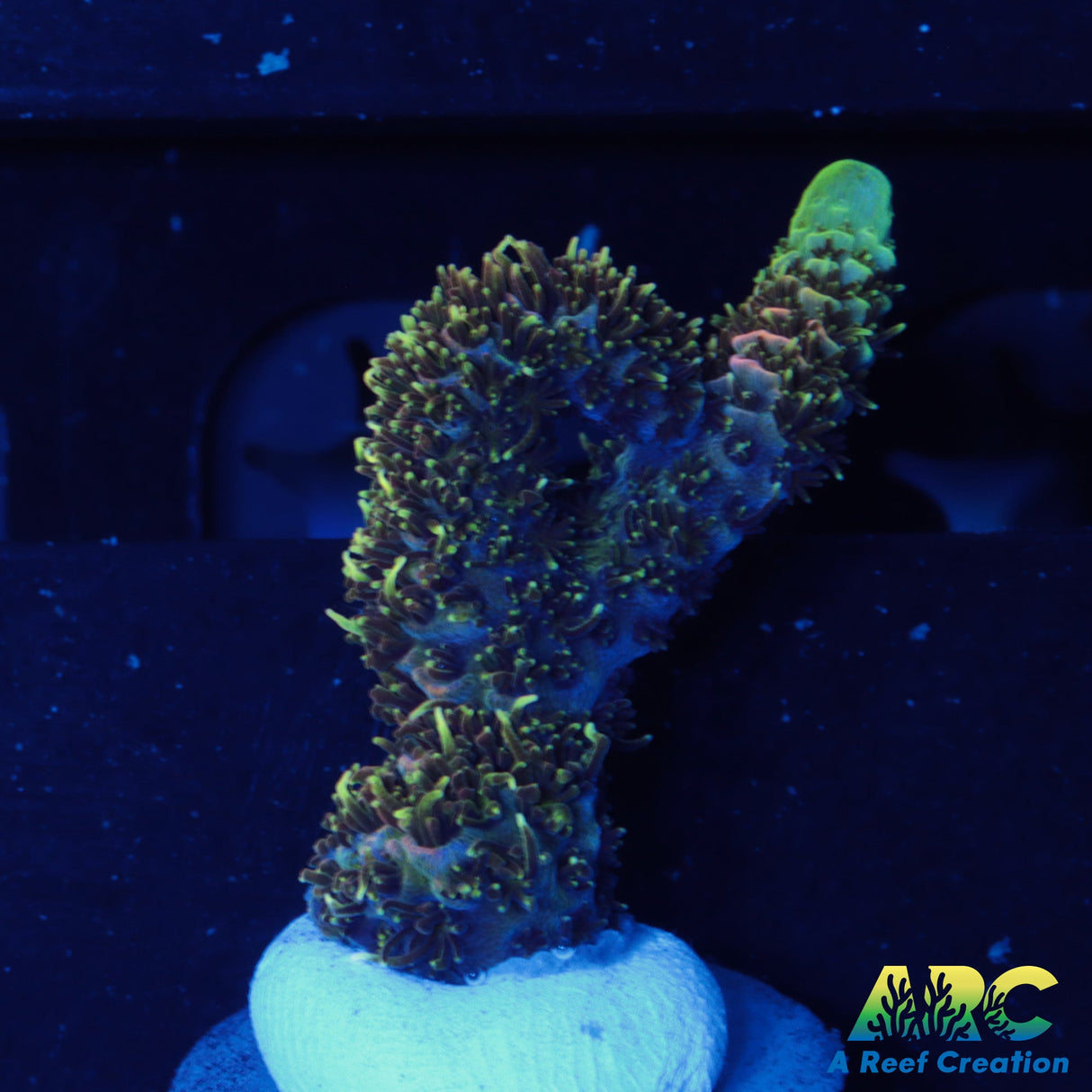 Sunrise Millepora