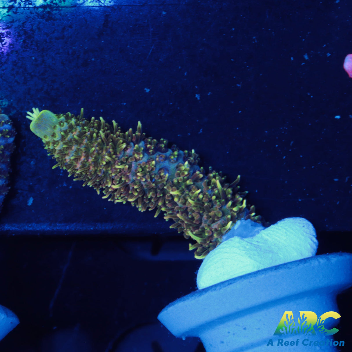 Sunrise Millepora