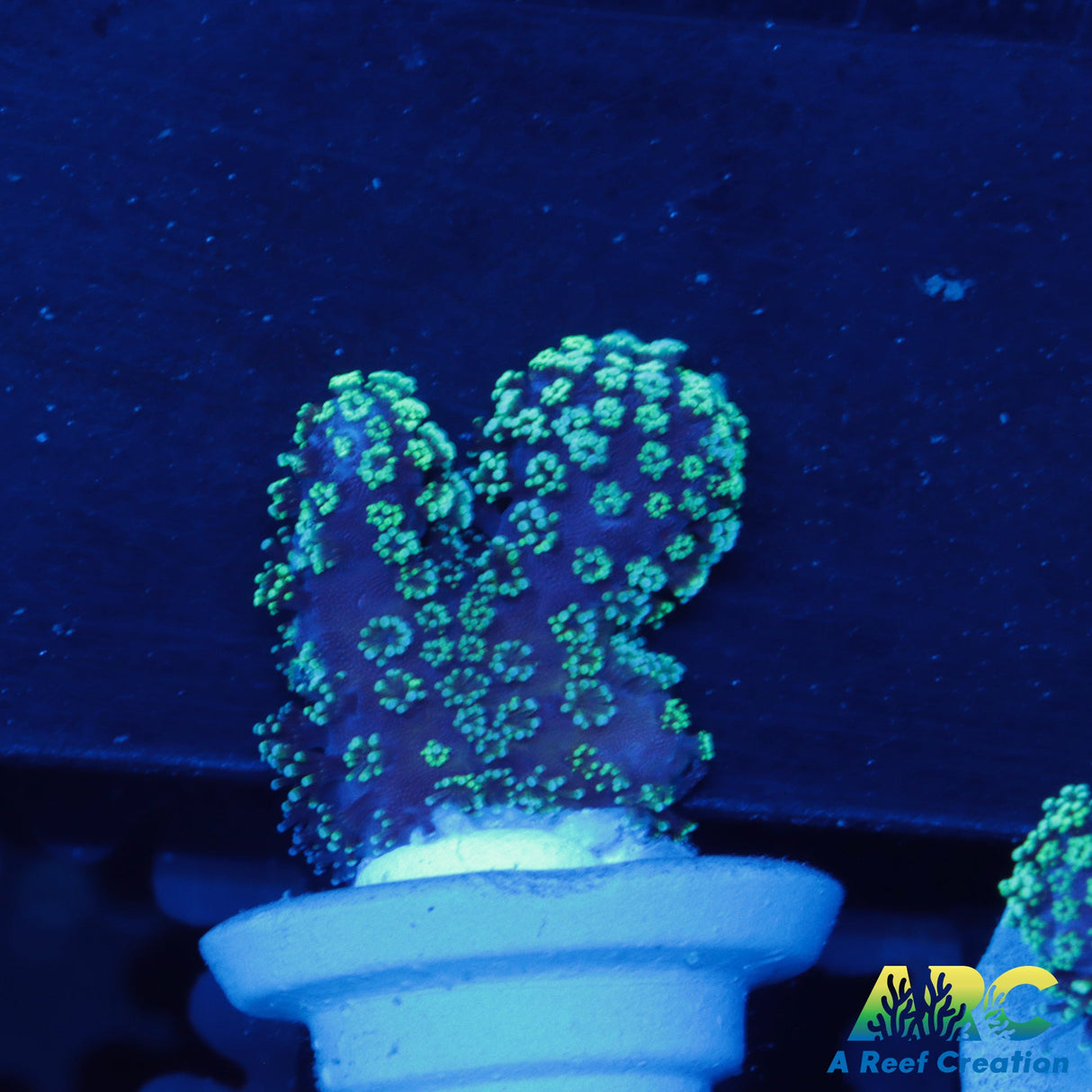 Blue Polyp Stylophora