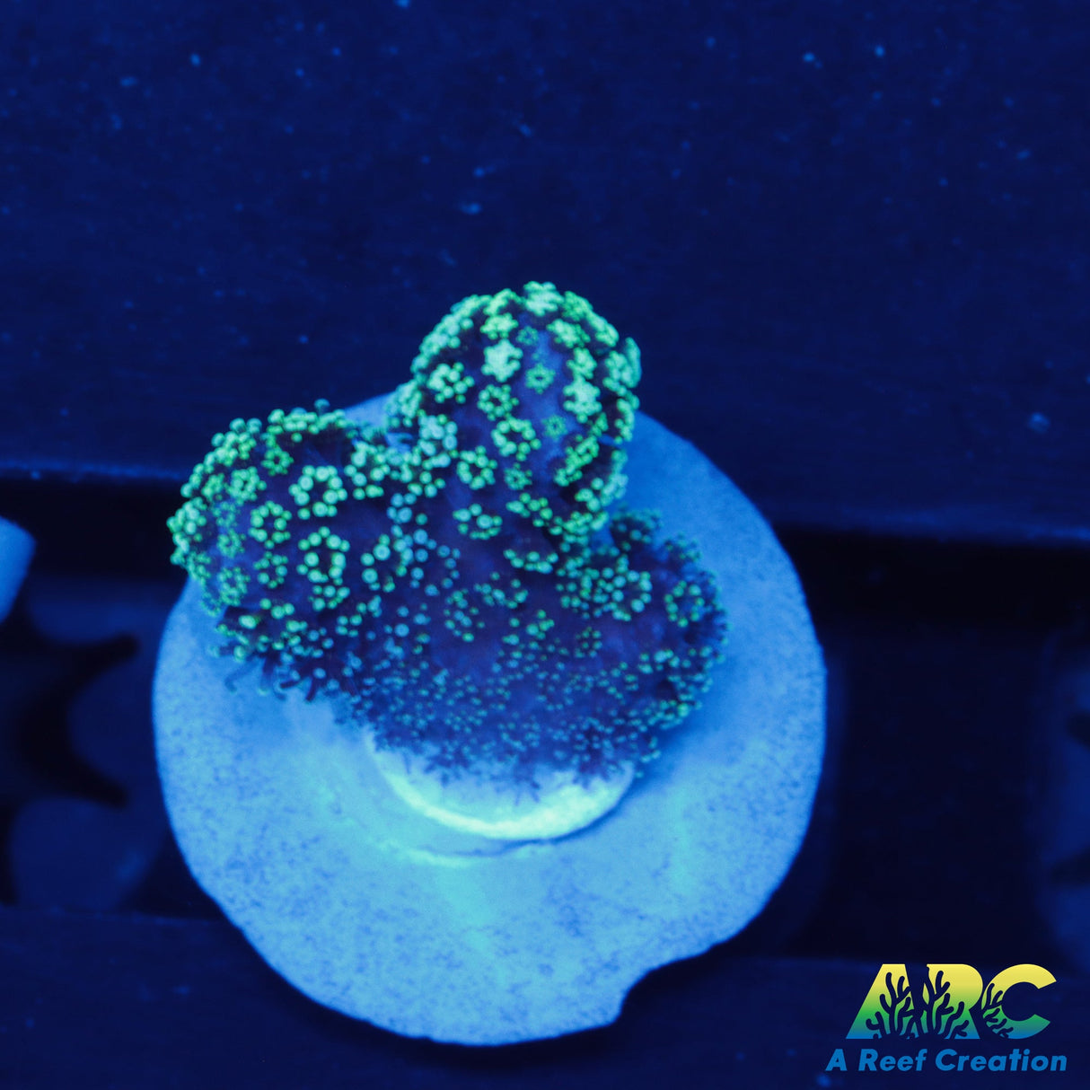 Blue Polyp Stylophora