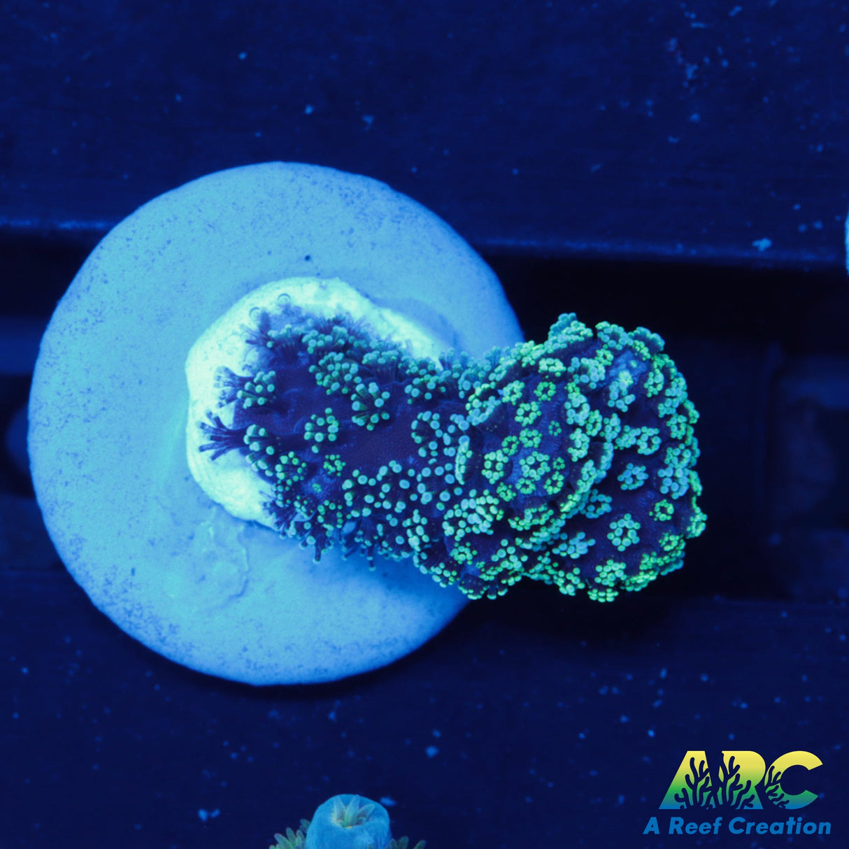 Blue Polyp Stylophora