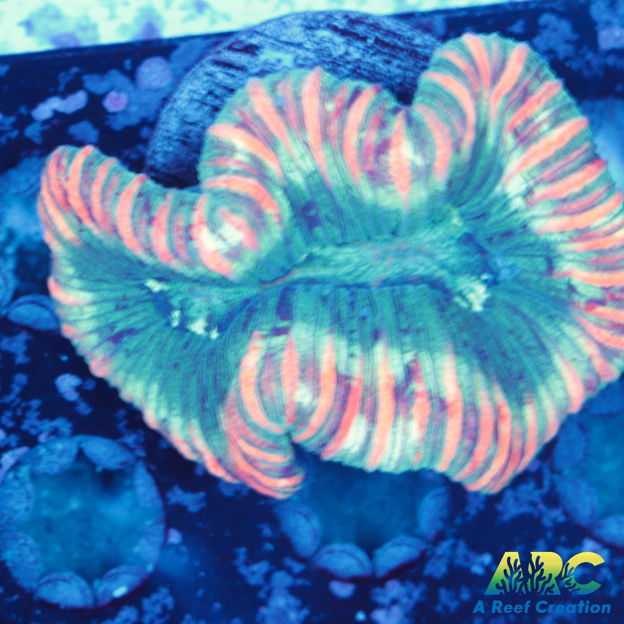 Rainbow Trachyphyllia