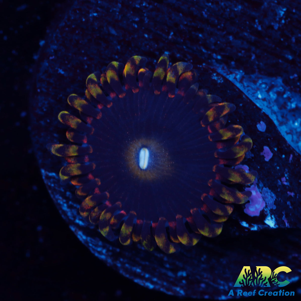 LC Antimatter Zoa