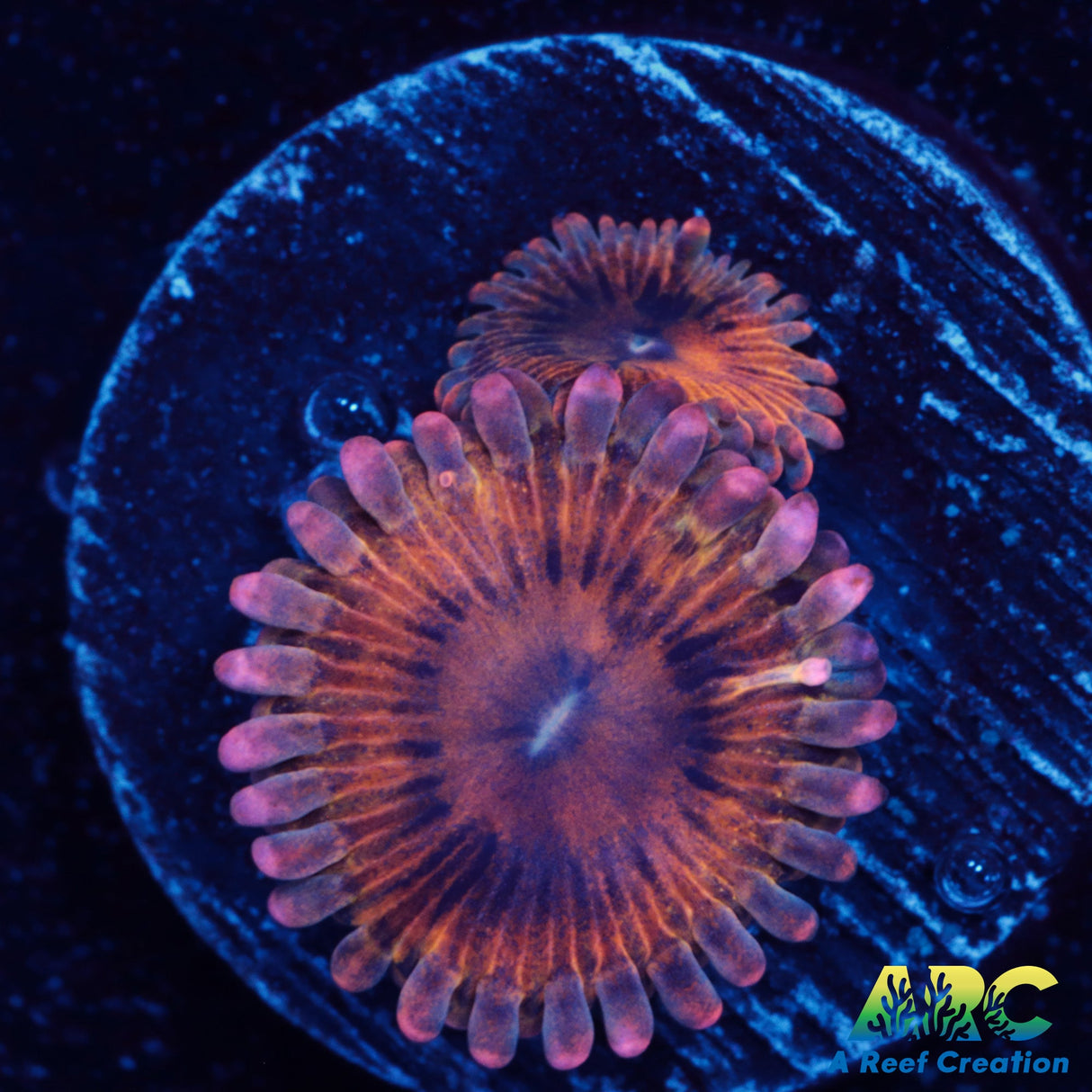 UC Lemonhead Zoa