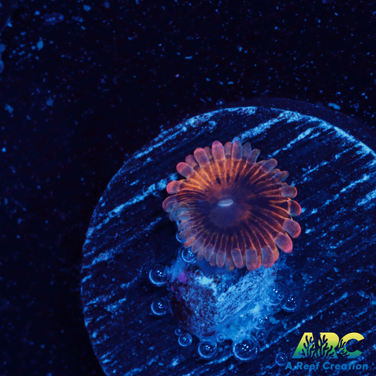 UC Lemonhead Zoa